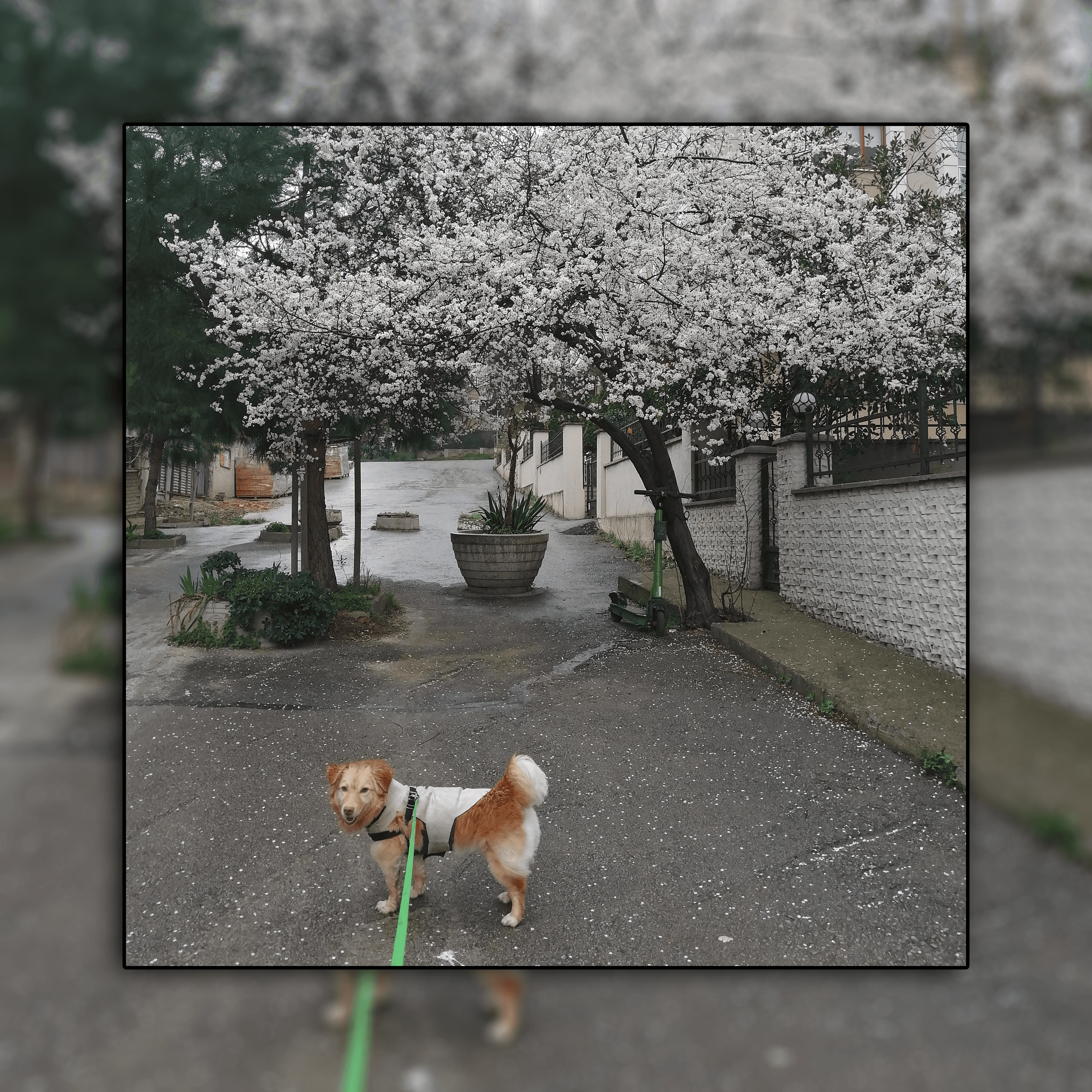 spring - 1